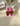 Gatsby jardin flamboyant