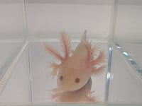 Image 1 of Hypomelanistic Melanoid Copper Juvenile Axolotl