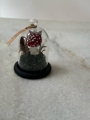 Image of Amanita Muscaria