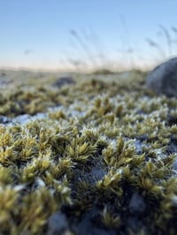 Image 2 of Trollheim Moss