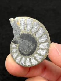 Image 12 of Pyrite Ammonite Fossil Pair #1268