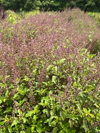 Image 3 of Tulsi