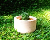 Image 1 of Organic Mammillaria Mini Pod