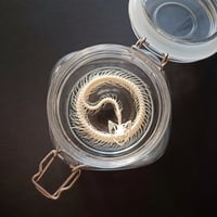 Image 3 of Viper Skeleton in a glass jar