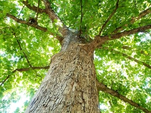 Image of The Tree That Owns Itself