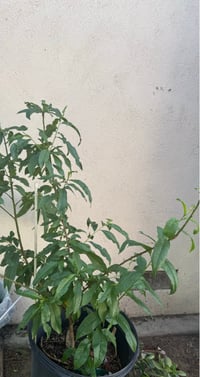 Image 2 of Peach yellow 
