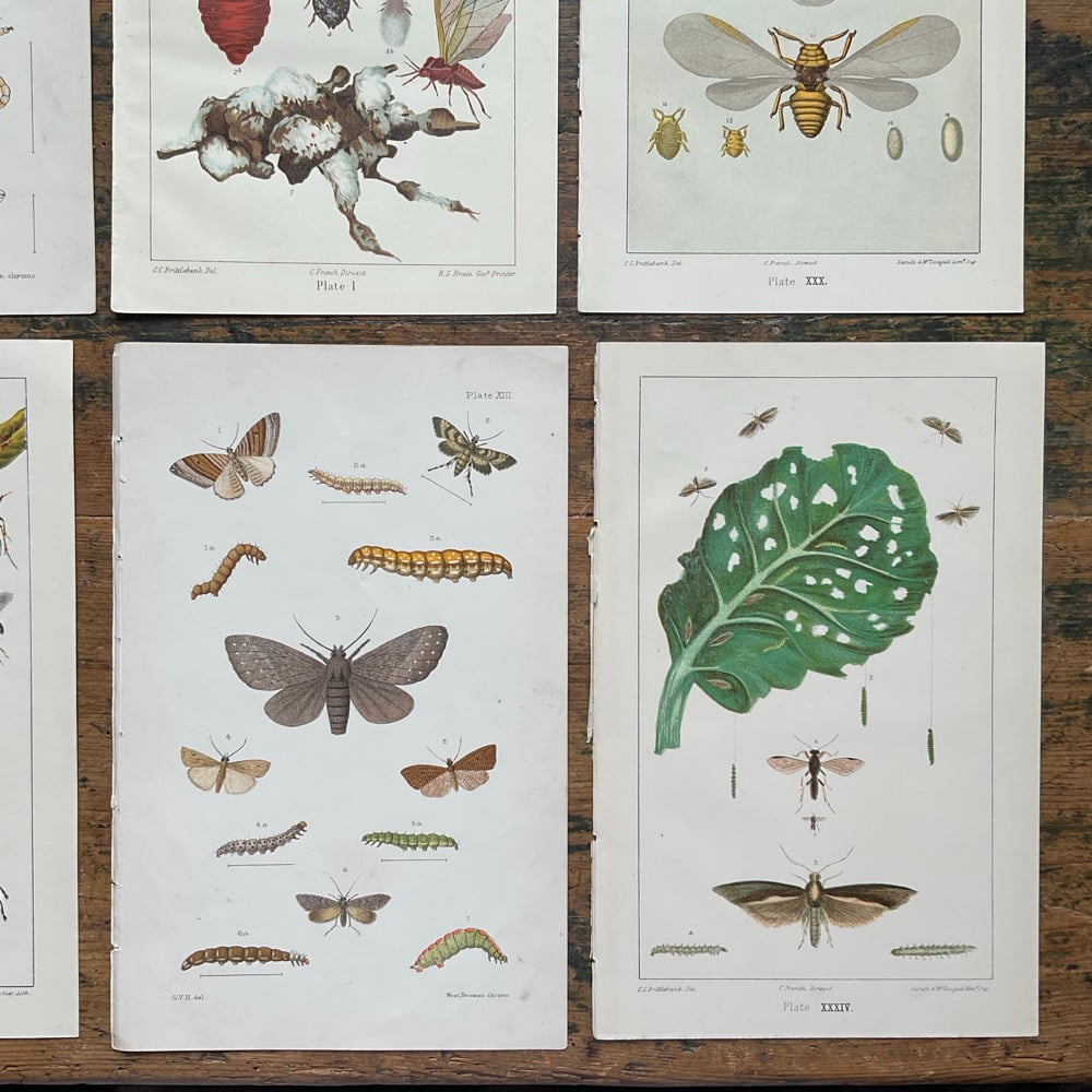 Image of Bug Pictures 