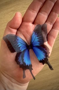 Image 6 of Ulysses (Set of 2)