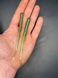 Image 2 of 5” Slick Willie “ Space Grass”