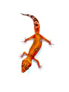 High Contrast Tangerine (Tremper) (3)