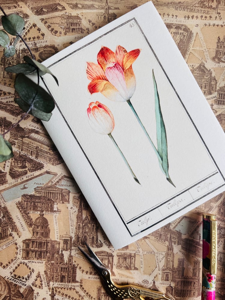 Image of 2 CT tulipes