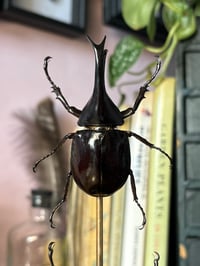 Image 2 of large beetle dome
