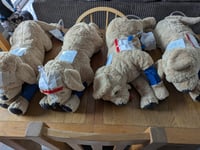 Image 4 of PJ the OSCE Practice Dog!