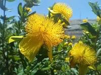 Image 4 of St johns Wort