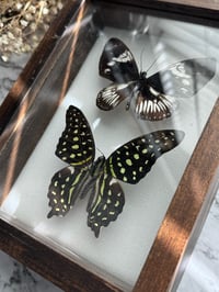 Image 1 of Framed Butterflies 