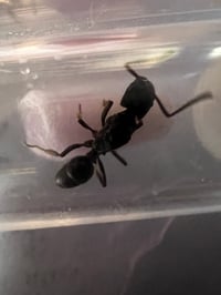 Image 1 of Odontoponera denticulata