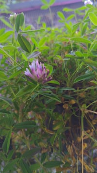 Image 2 of Springbank Clover : Trifolium wormskioldii