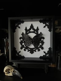 Image 4 of Spider web butterfly