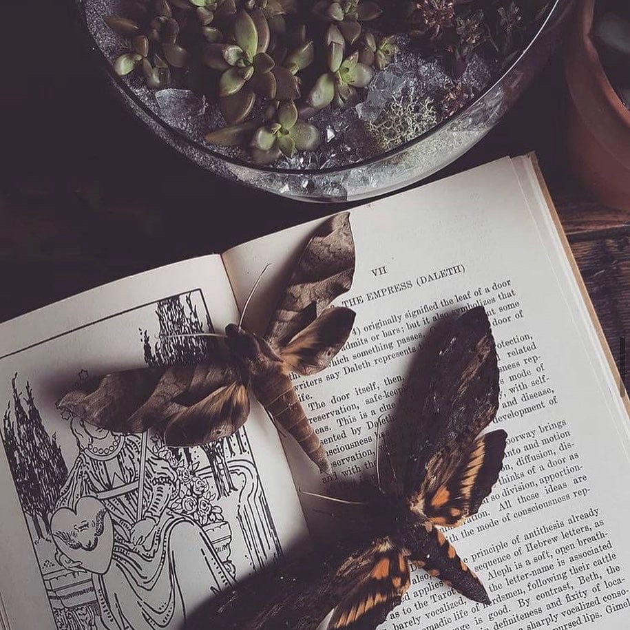 Image of Xander Commission 