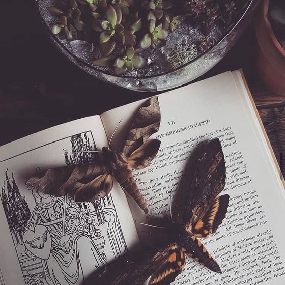 Image of Xander Commission 