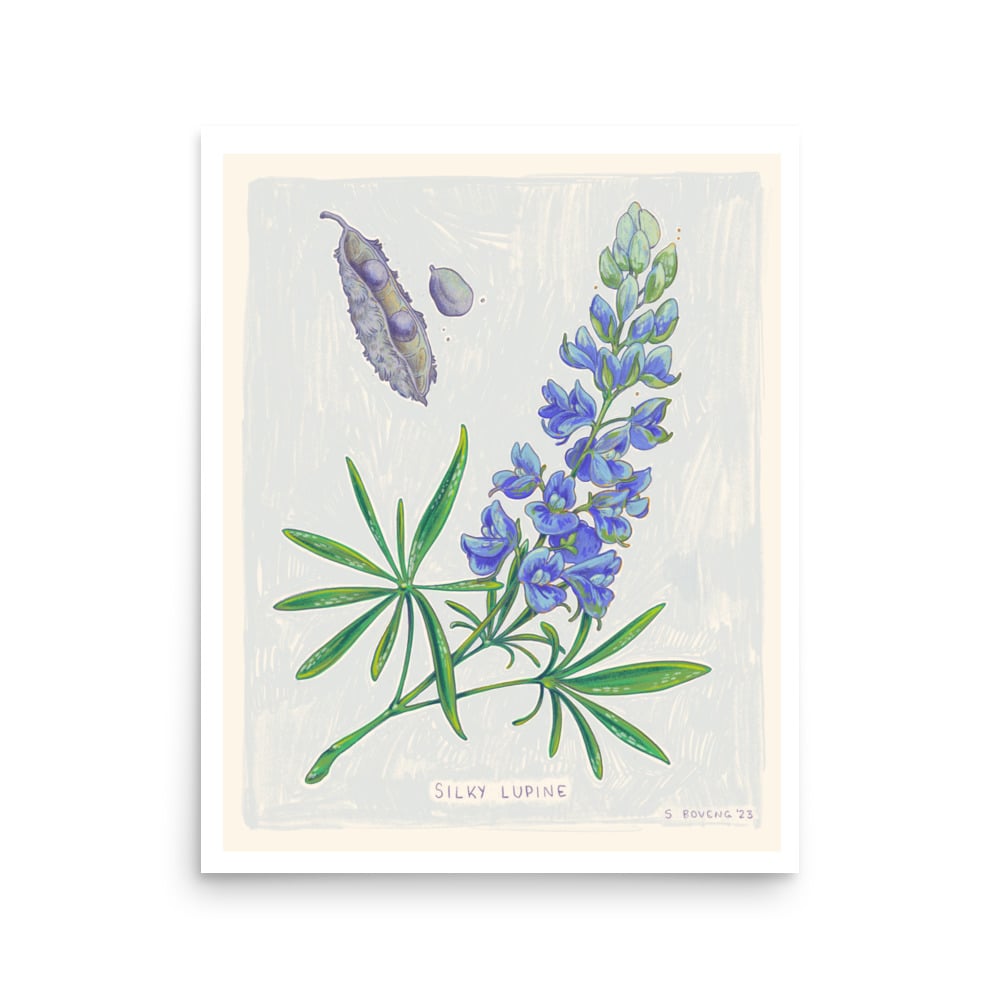 Image of Lupine- Print