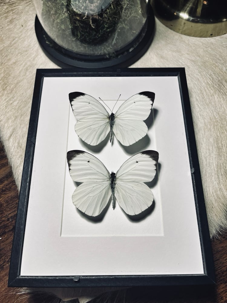 Image of Pair Of White Butterflies 