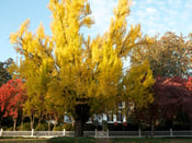 Image of The UGA President's House ginko tree