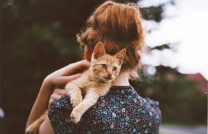 Image of little red kitten