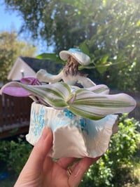 Image 2 of Pink Tradescantia Wandering Dude in Garden Lady