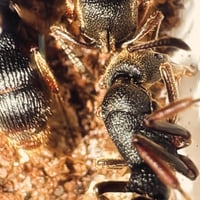 Image 1 of Pseudoneoponera Rufipes