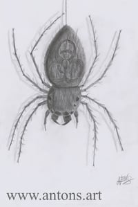 contagion spider