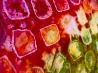 Image 3 of     Psychedelic multi dimensional Flintstone Collar Shirt