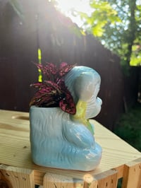 Image 2 of Polka Dot Plant in Blue Teddy