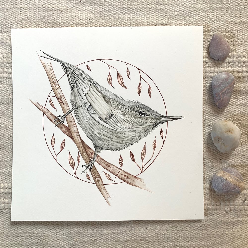 Image of ‘Curious’ Nuthatch Print
