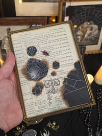 Image 1 of Spiney orbweiver taxidermy spider with real preserved spider web 1800s Bible