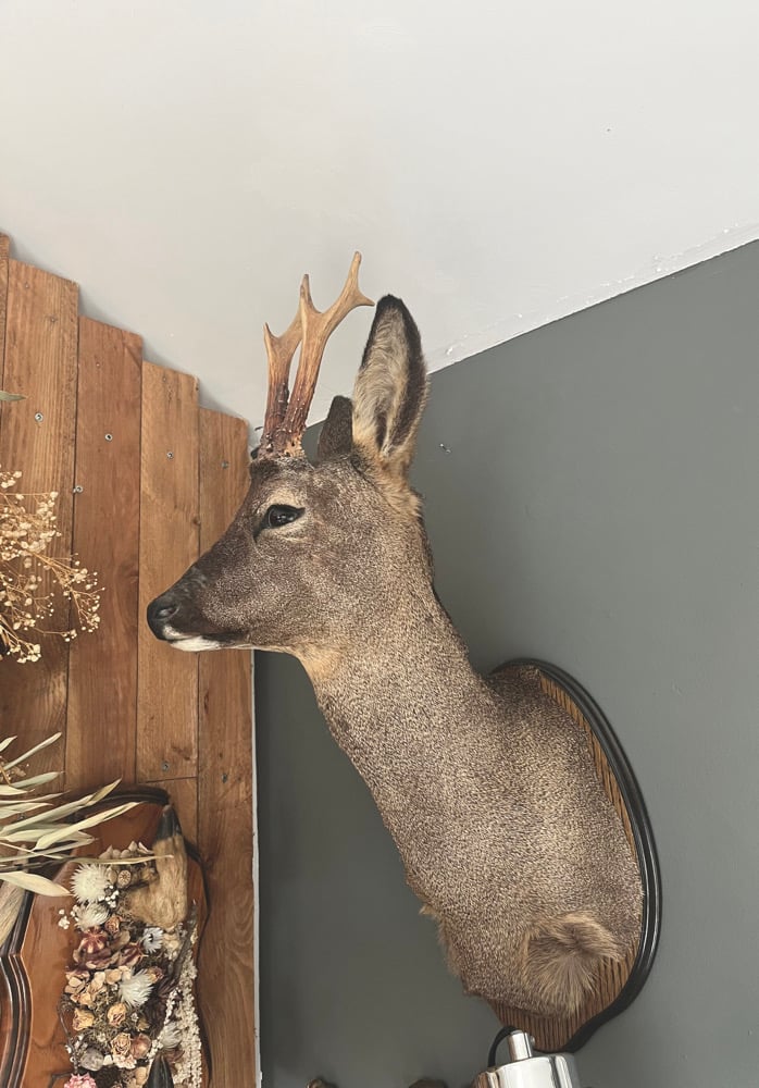 Image of Taxidermy Roebuck Mount 