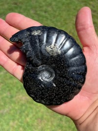 Image 3 of Black Ammonite Fossil With Pyrite | Madagascar #2706