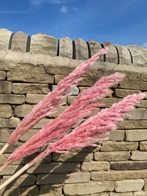 Image of PINK PAMPAS ( 3 STEMS ) 