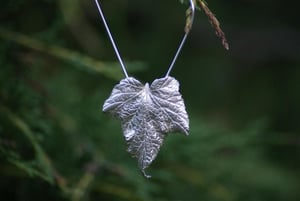 Image of Viburnum Leaf