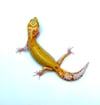GIANT WHITE & YELLOW TANGERINE PASTEL RAPTOR H-011