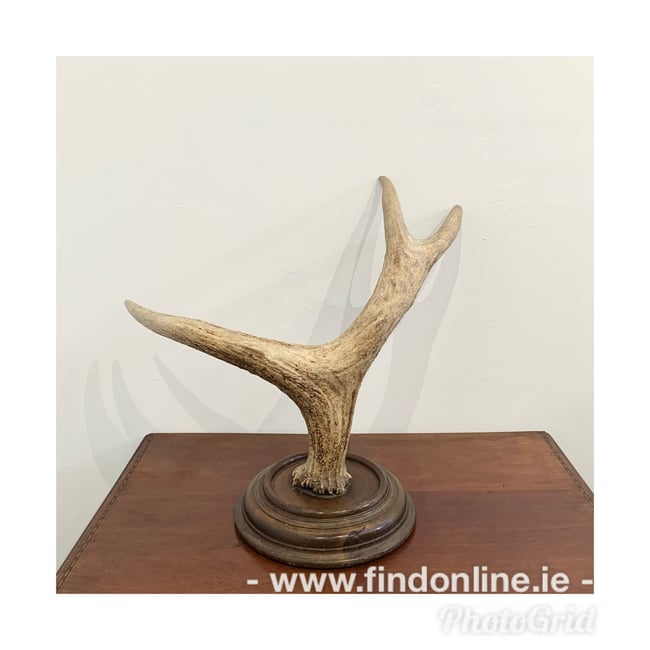 Mounted antler