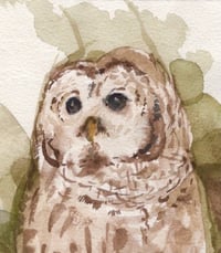 Image 2 of Barred Owl #2