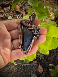 Image 2 of Megalodon Tooth Wrapped in Copper