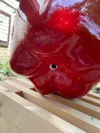 Image 5 of Spider Plant In Large Red Apple