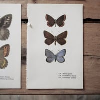 Image 5 of Planches De Papillons (Lot De 3)