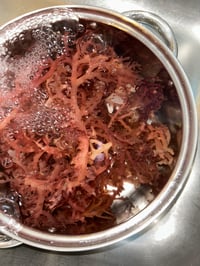 Image 3 of Irish seamoss wildcrafted 