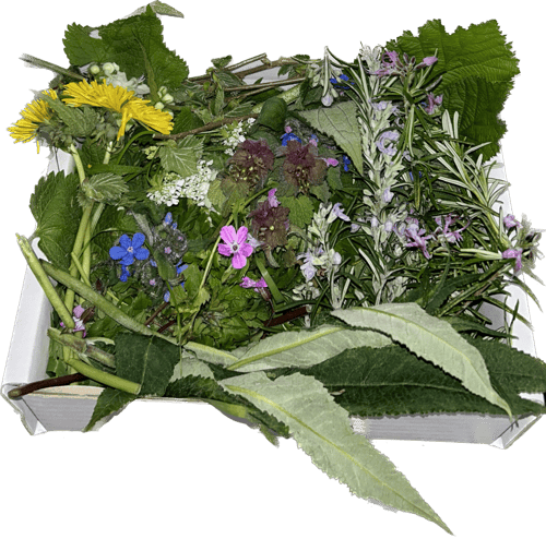 Image of Fresh wild forage box