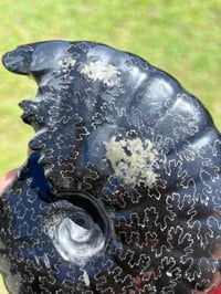 Image 13 of Black Ammonite Fossil With Pyrite | Madagascar #2706