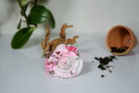 Image 5 of Rose Mandrake - Queenie