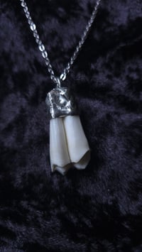 Image 3 of Sheep tooth necklace